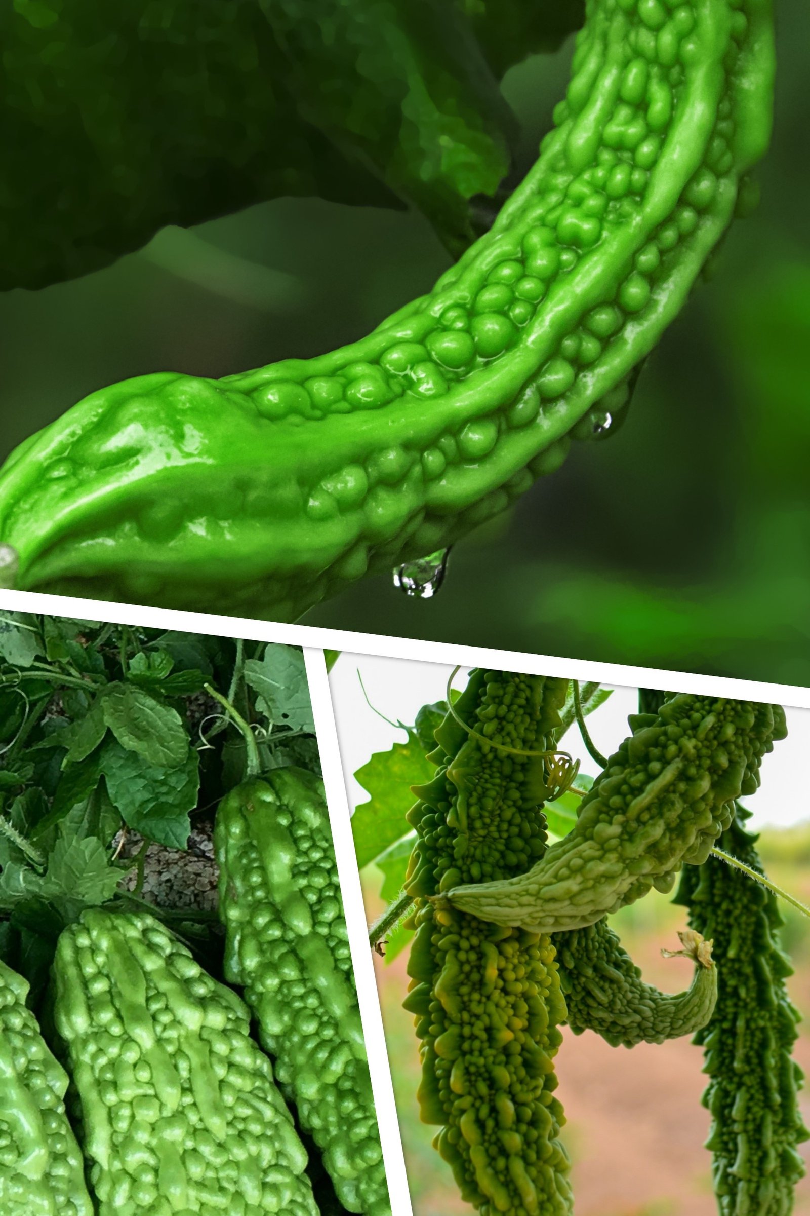 Momordica charantia