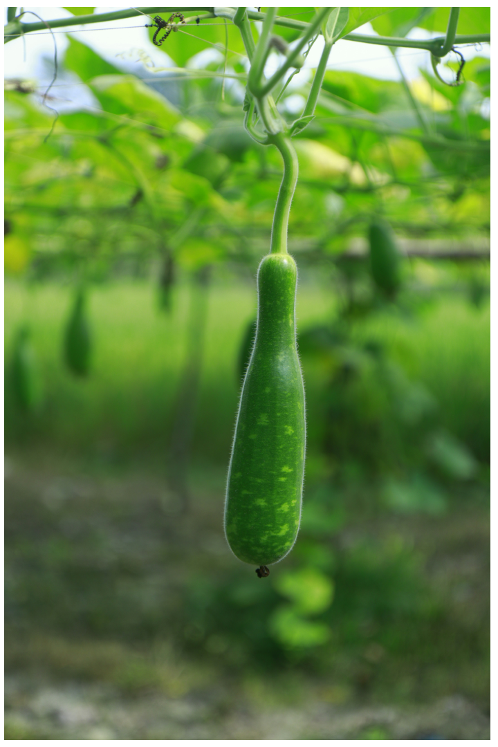 Lagenaria siceraria