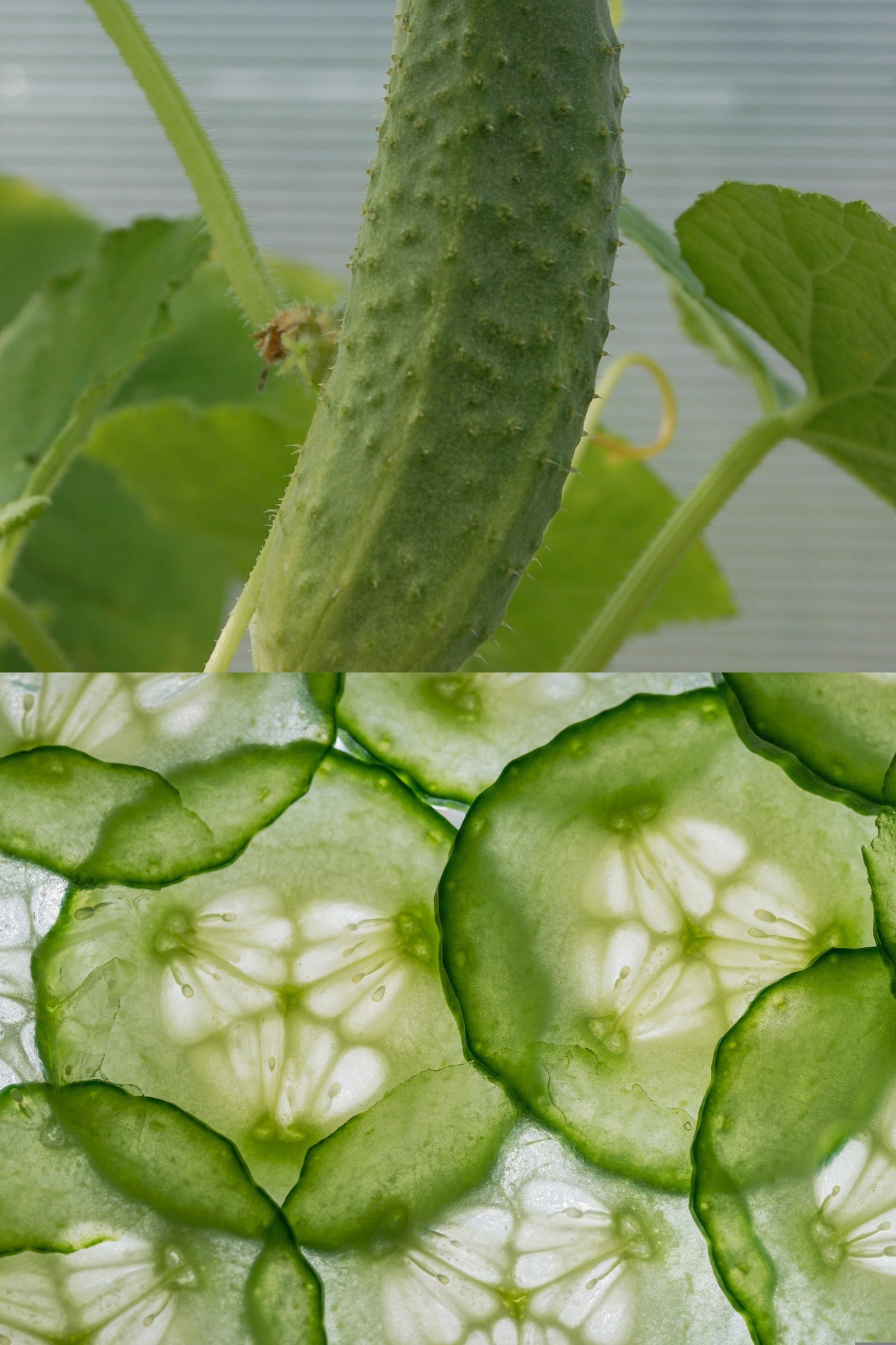 Cucumis sativus