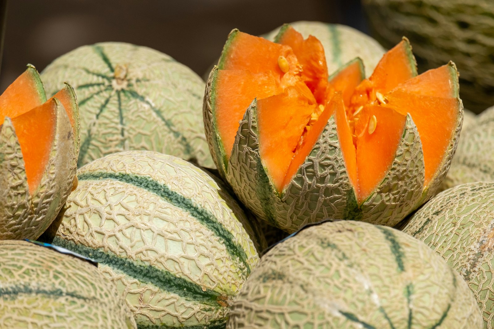 Cucumis melo