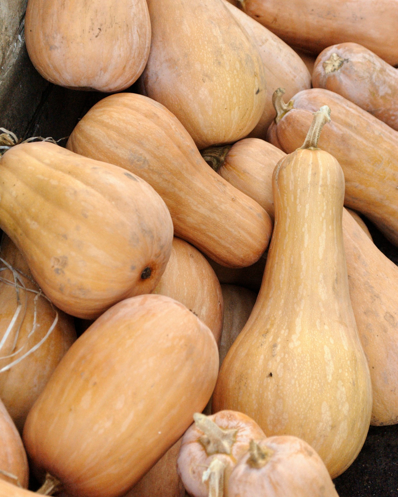 Cucurbita moschata