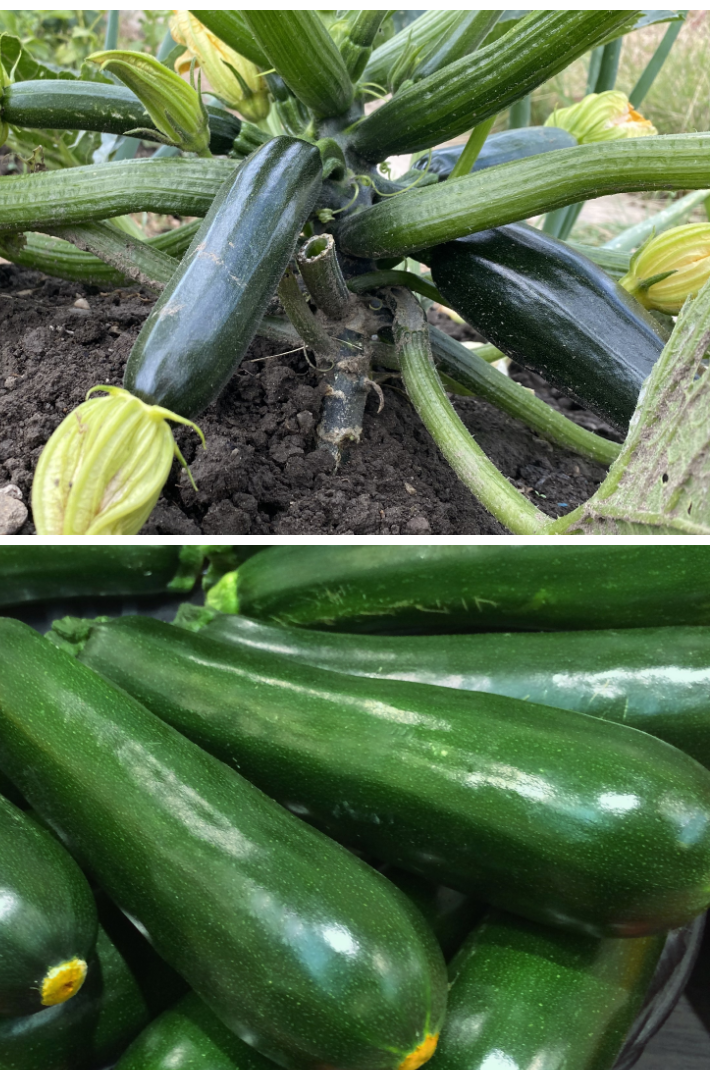 Cucurbita pepo